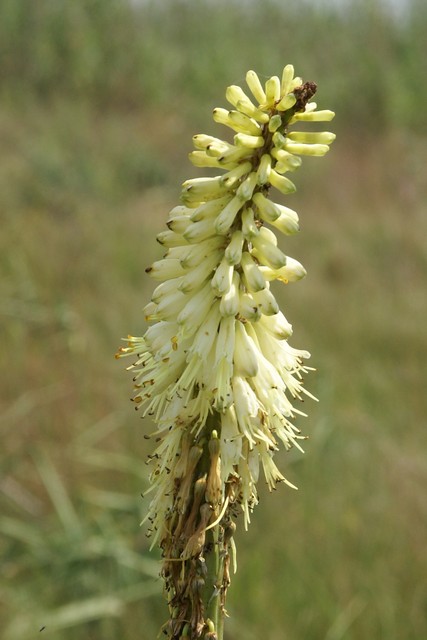 Kniphofia ensifolia subsp ensifolia, Asphodelaceae