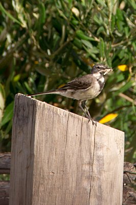 Cape Wagtail (Motacilla capensis) with grasshopper