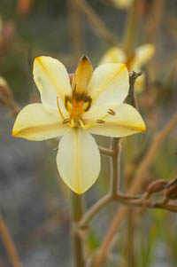 Wachendorfia paniculata (Haemodoraceae) flower