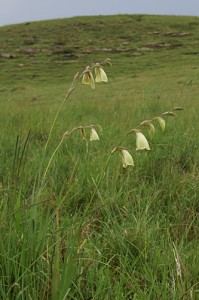 Gladiolus papilio, Iridaceae
