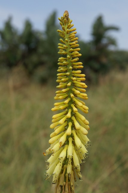 Photograph of Kniphofia gracilis