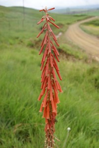 Photograph of red Kniphofia laxiflora