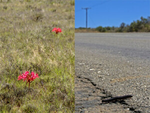 Brunsvigia in veld and giant millipede crossing road