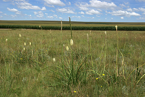 Kniphofia albescens, Asphodelaceae, in field