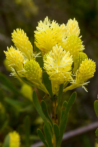 Male flower of Aulax umbellata (broad-leaved featherbush, Proteaceae)