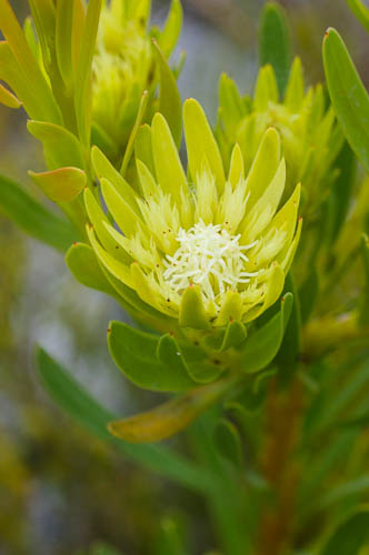 Female flower of Aulax umbellata (broad-leaved featherbush, Proteaceae)