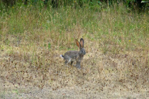Scrub hare showing white underside