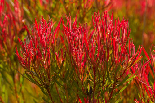 Sunlight glowing through the new growth of Leucadendron salignum (Proteaceae)