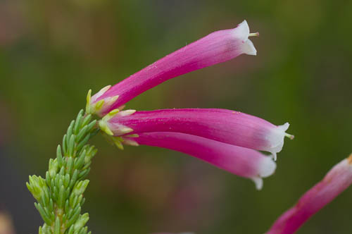 Close-up of flower of Erica discolor (Ericaceae)