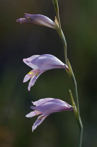 Gladiolus martleyi flower spike (Iridaceae)