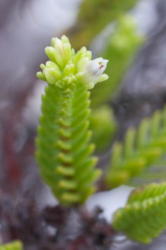 Flower of Crassula ericoides subsp. ericoides (Crassulaceae)