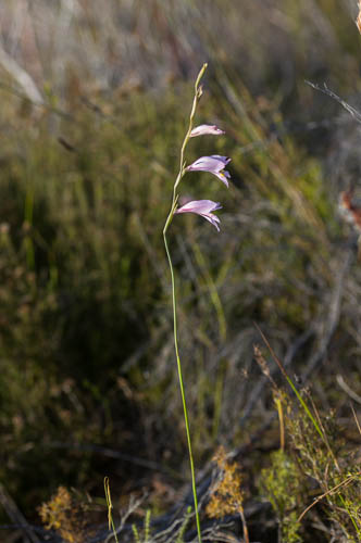 Gladiolus martleyi (Iridaceae) without leaves
