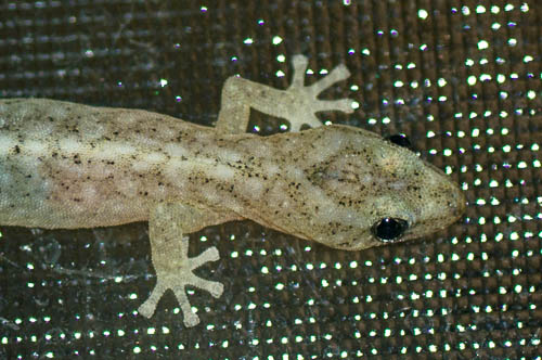 Close-up of foot of Marble Leaftoe Gecko (Afrogecko porphyreus)