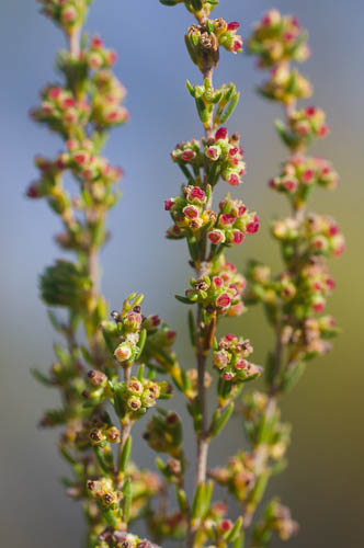 Erica axillaris (Ericaceae), wind-pollinated heath