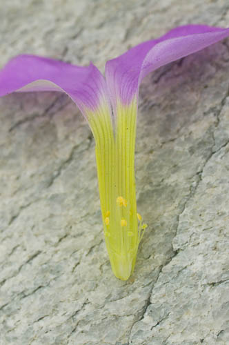 Cross-section through flower of Oxalis eckloniana var. sonderi (Oxalidaceae)