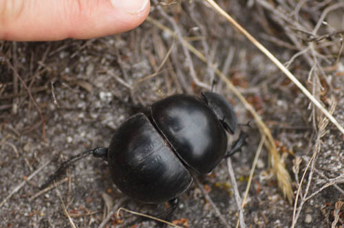 Cape flightless dung beetle (Circellium bacchus) showing comparison of size to human finger