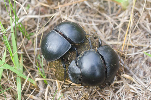 Male and female Cape flightless dung beetle (Circellium bacchus) on dung ball.