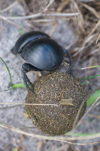 Cape flightless dung beetle (Circellium bacchus) with dung ball