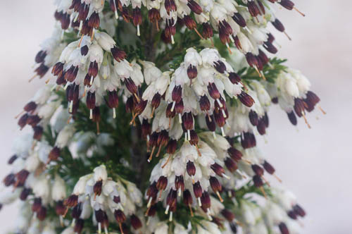 Mass of flowers of Erica imbricata (Ericaceae)