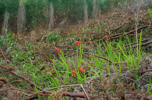 Chasmanthe aethiopica (Iridaceae) emerging amongst the cut-down Port Jackson (Acacia saligna)
