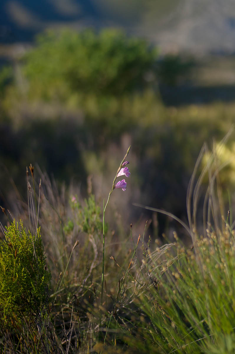 Gladiolus hirsutus (Iridaceae) in the fynbos