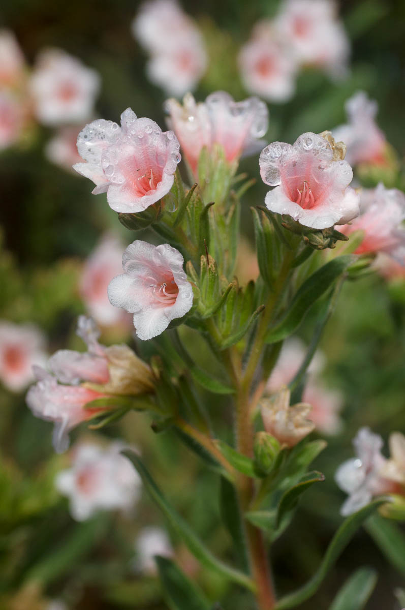 Close-up of flowers of Lobostemon curvifolius (Boraginaceae)