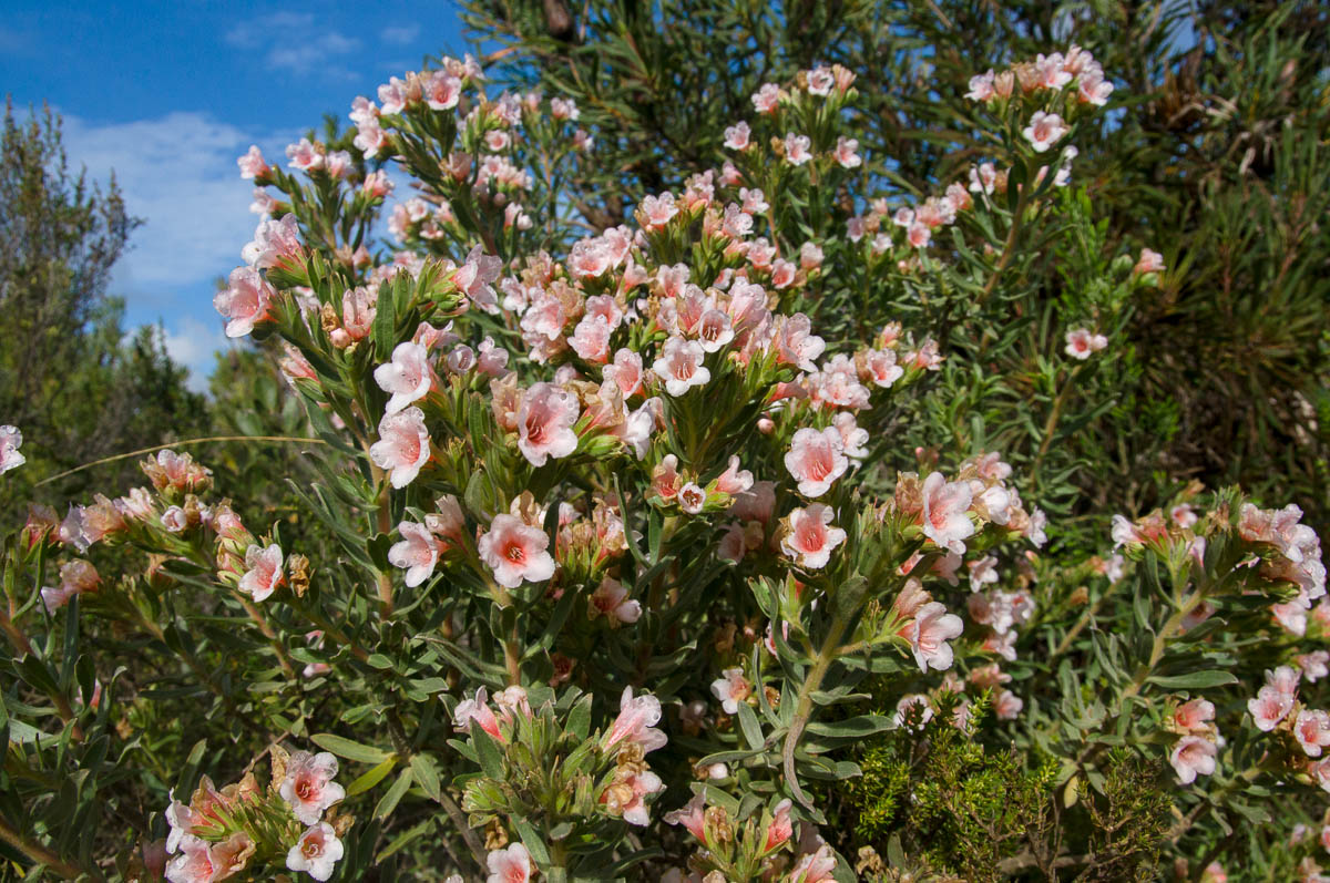 Lobostemon curvifolius (Boraginaceae)