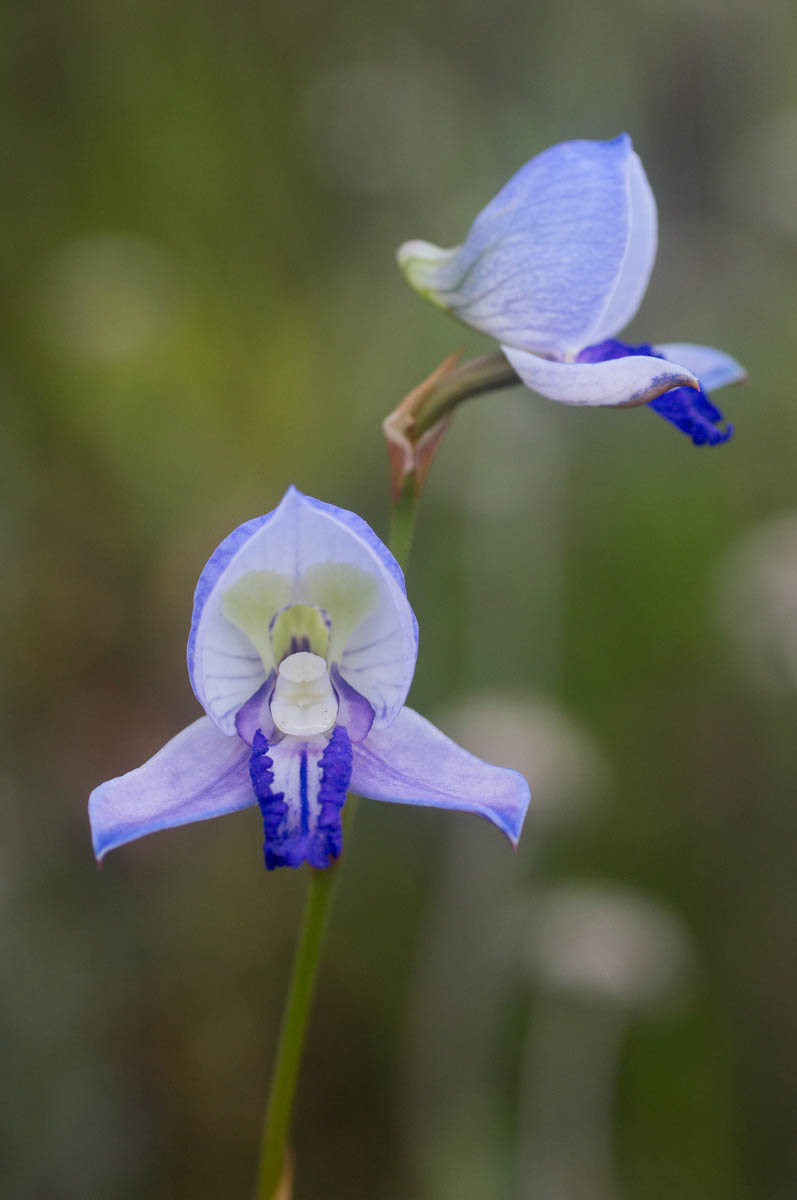 Disa purpurascens (Orchidaceae)