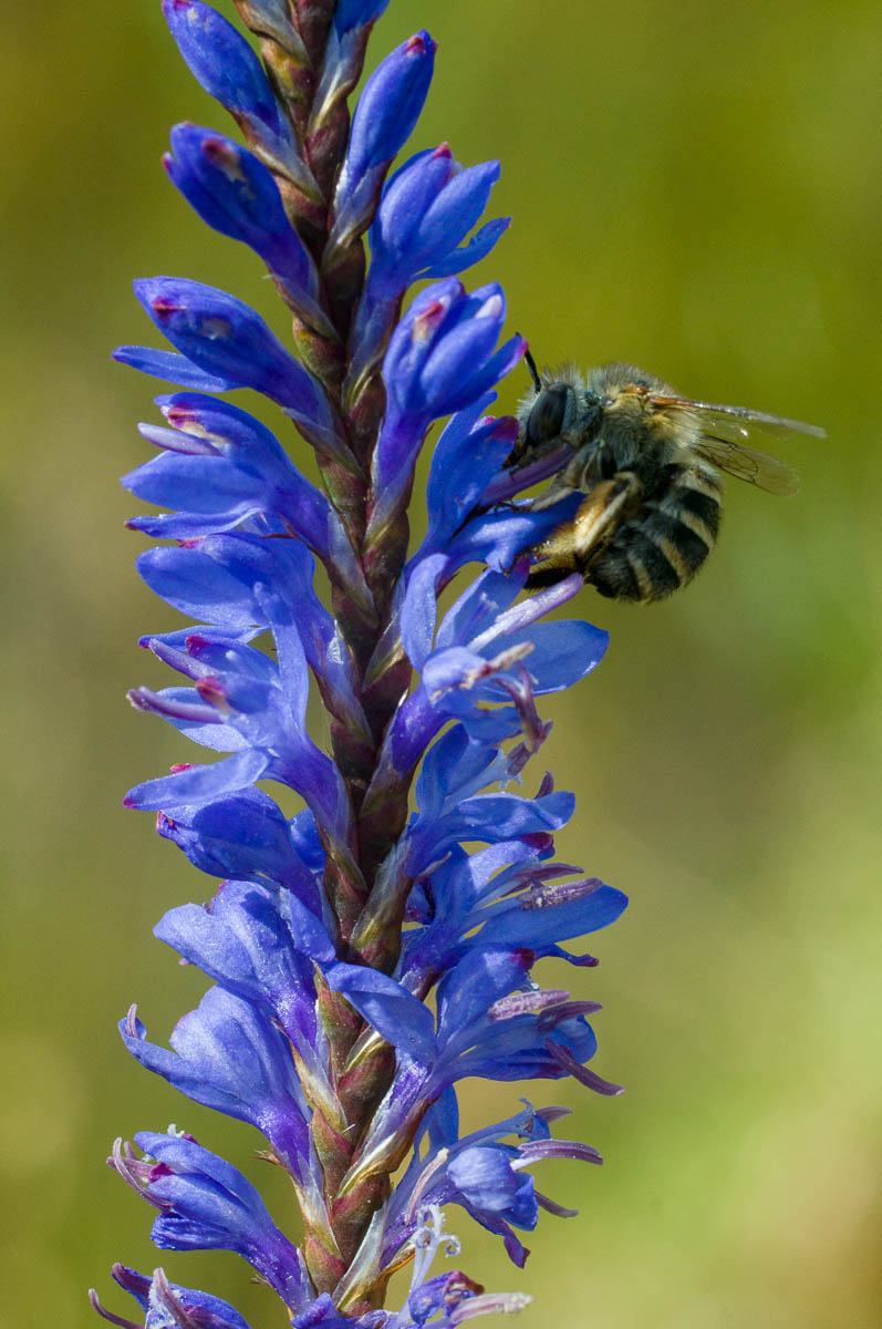 Bee-pollinating Micranthus plantagineus (Iridaceae)