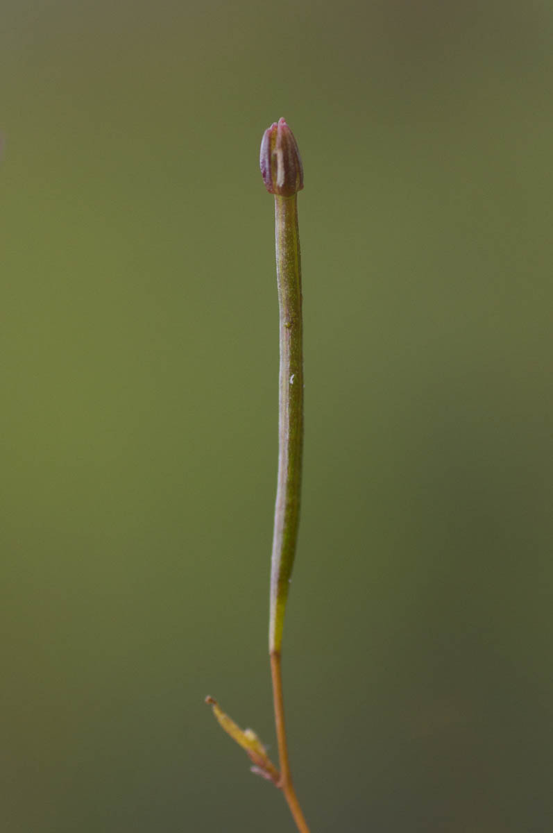 Seedpod of Prismatocarpus brevilobus (Campanulaceae)