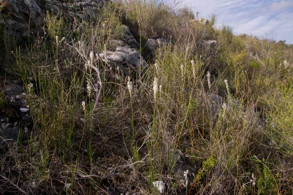 Bulbinella trinervis growing among the fynbos