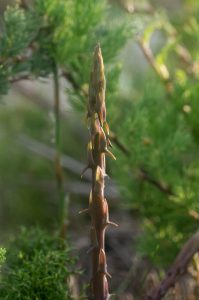 New shoot of Asparagus rubicundus (Asparagaceae)