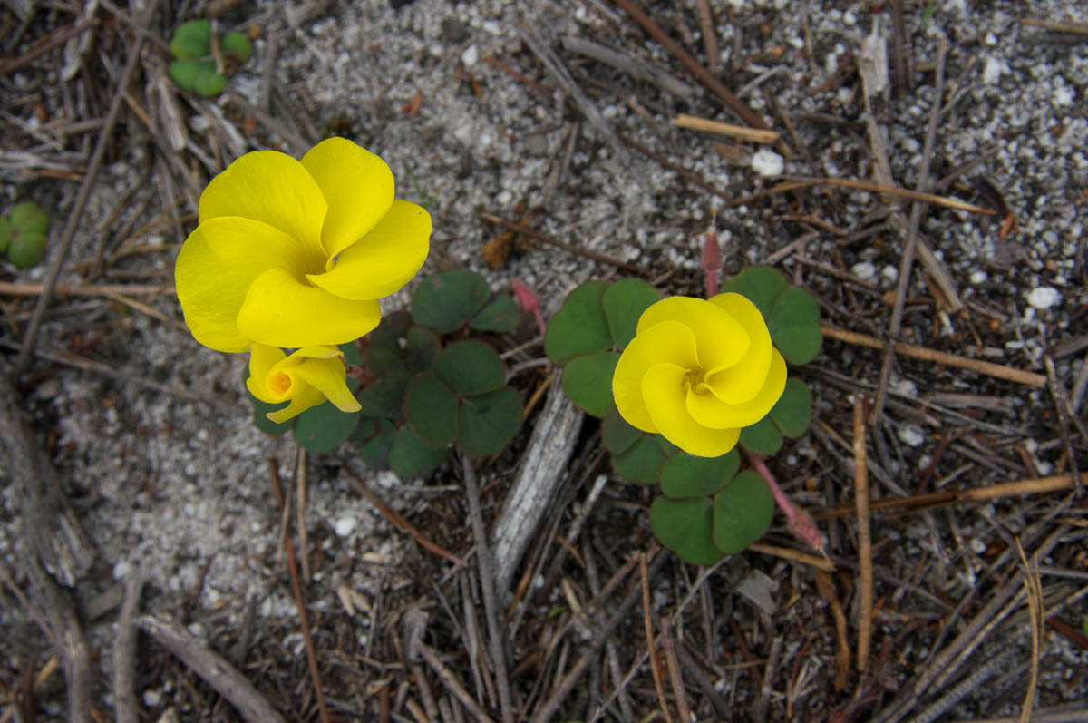 Oxalis luteola (Oxalidaceae)