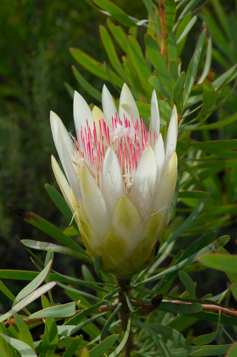 Protea repens (Proteaceae) white-flowered
