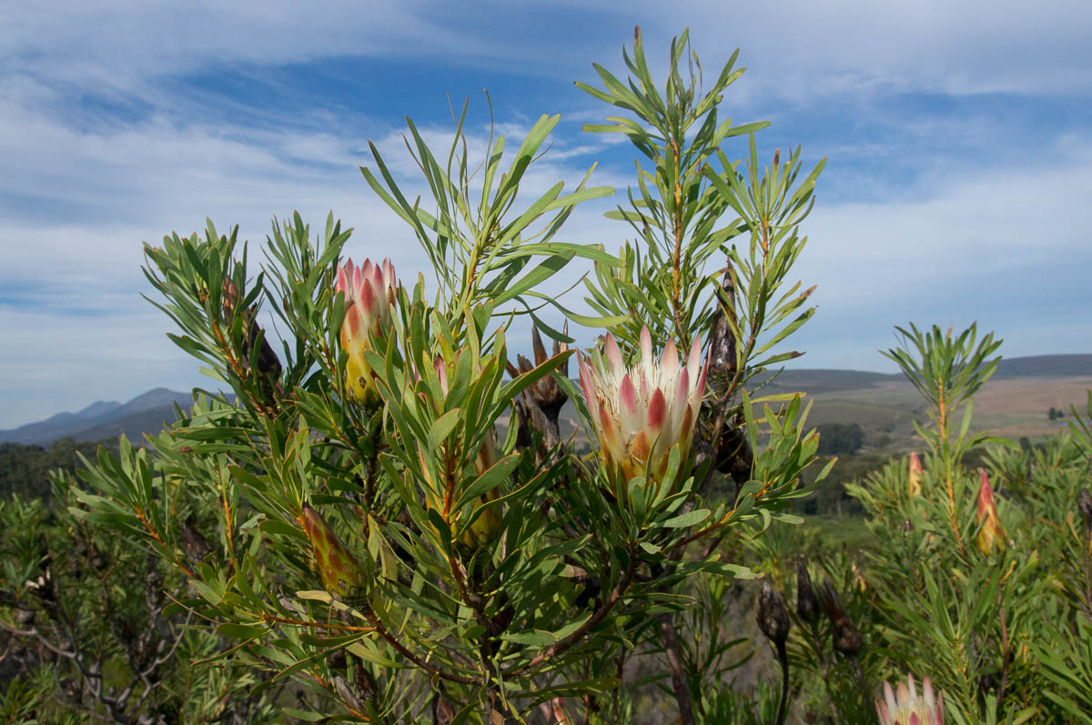 Protea repens (Proteaceae)