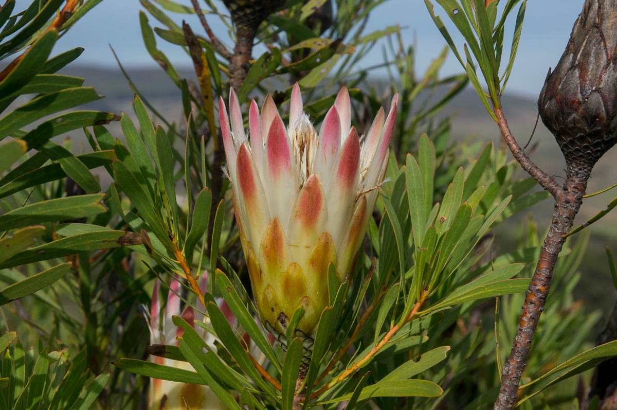 Protea repens (Proteaceae)