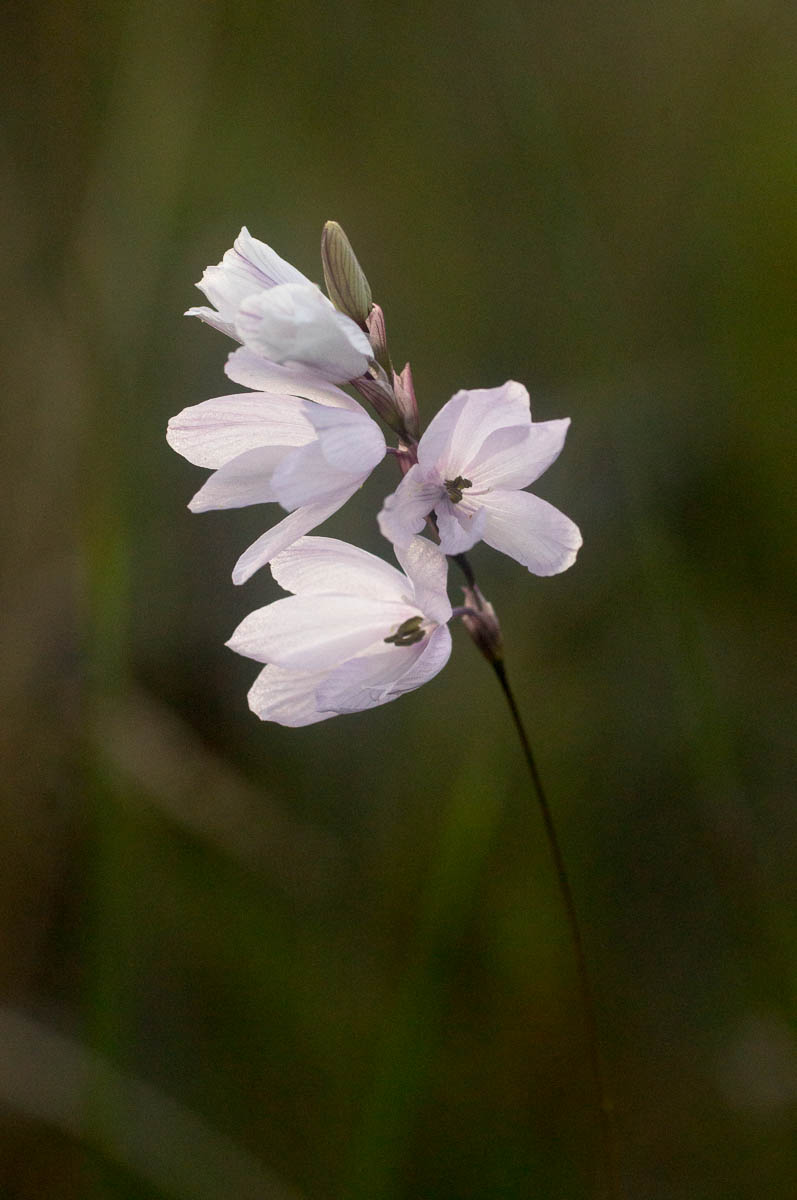 Ixia micrandra (Iridaceae) flower spike