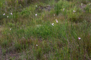 Ixia micrandra (Iridaceae) habitat