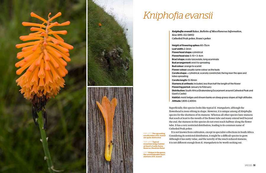 Kniphofia The Complete Guide sample species page