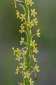 Microdon dubius (Scrophulariaceae) cream form