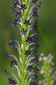 Microdon dubius (Scrophulariaceae) dark purple form