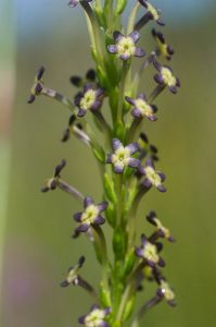 Microdon dubius (Scrophulariaceae) dark purple and cream form