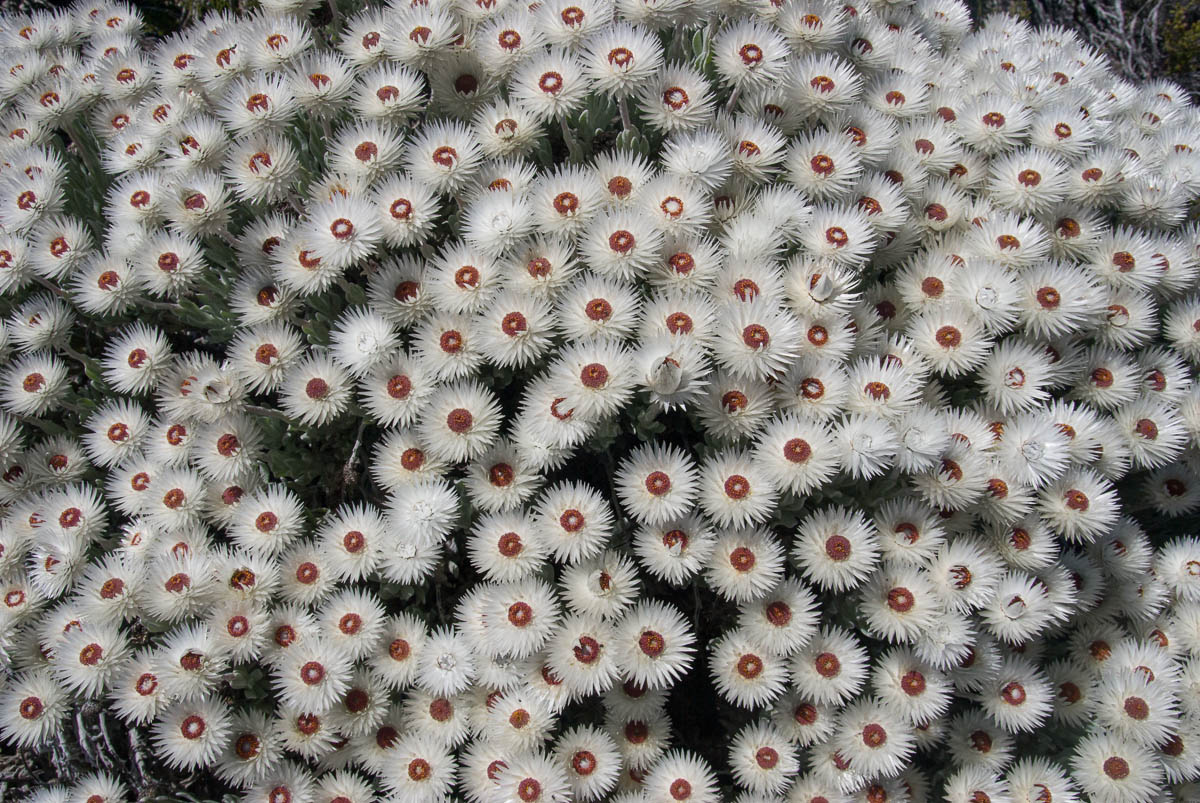 Syncarpha vestita (Asteraceae) mass