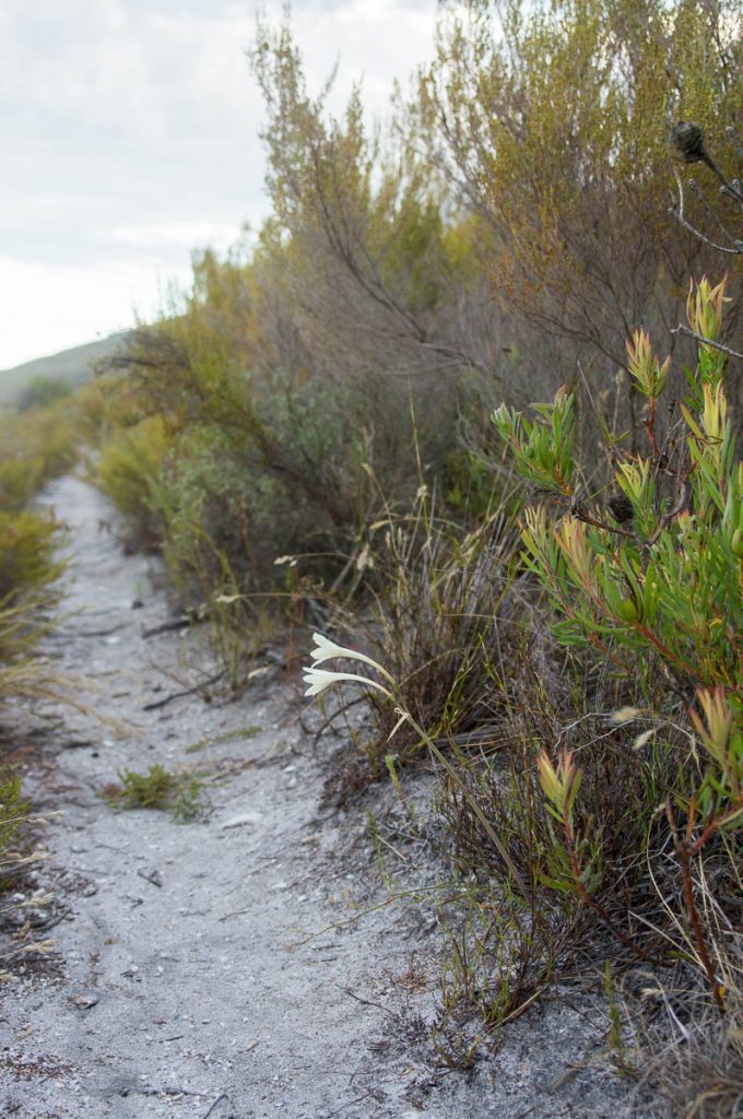 Cyrtanthus leucanthus (Amaryllidaceae) on path