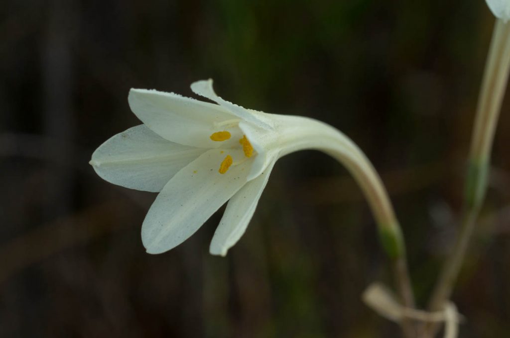 Cyrtanthus leucanthus (Amaryllidaceae) flower