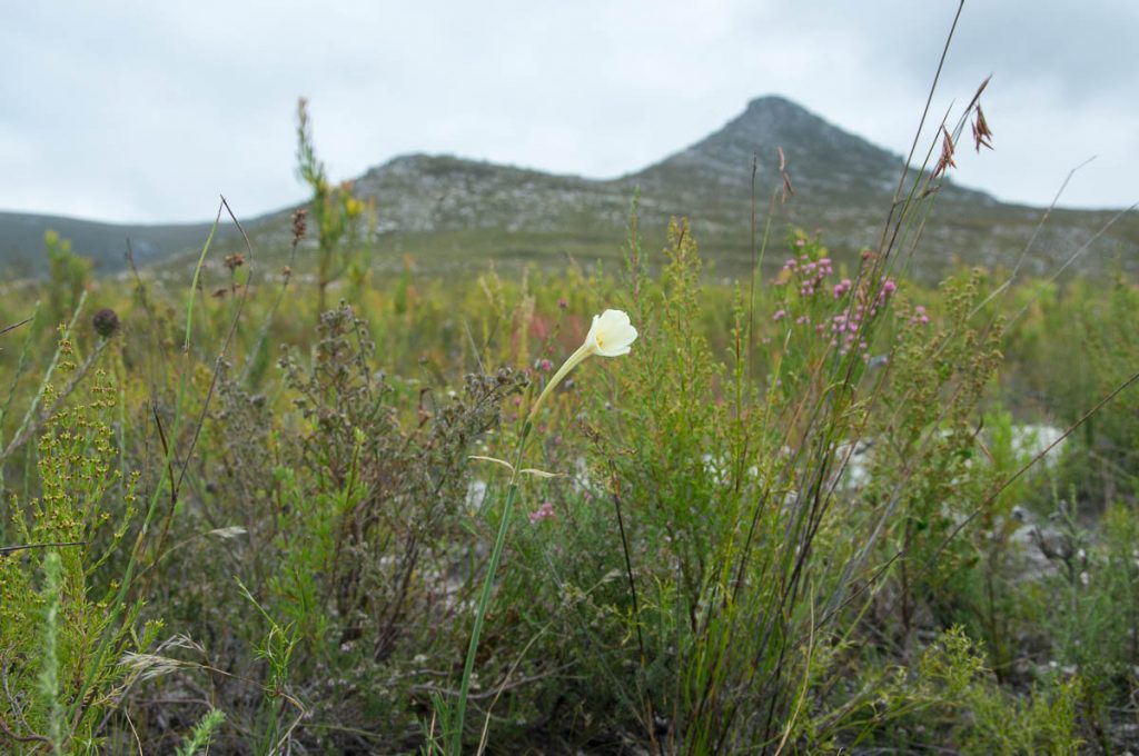 Cyrtanthus leucanthus in front of Phillipskop