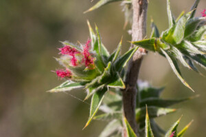 Cliffortia ruscifolia (Rosaceae) female flowers