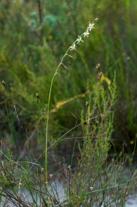 Hesperantha radiata subsp. caricina (Iridaceae) habit