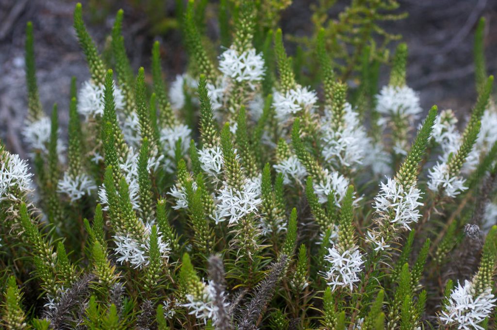 Merciera leptoloba (Campanulaceae)