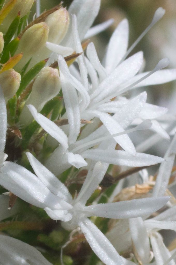 Merciera leptoloba (Campanulaceae) flower